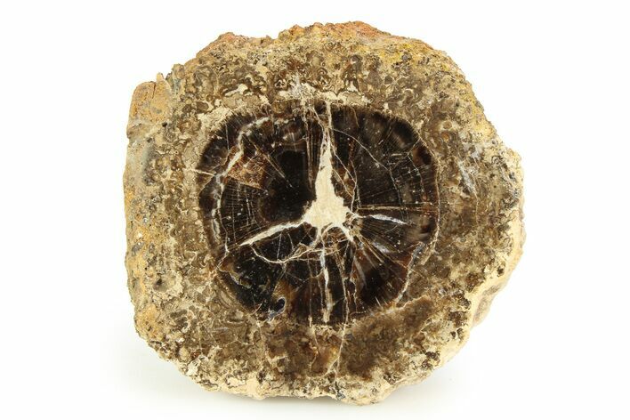 Polished Fossil Stromatolite Colony on Petrified Wood - Utah #351193